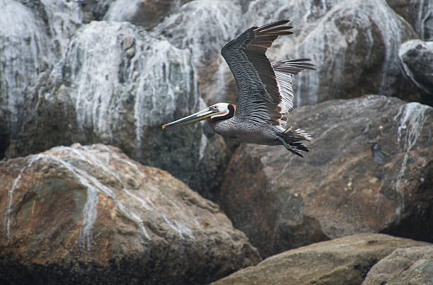 Pelican stock photo