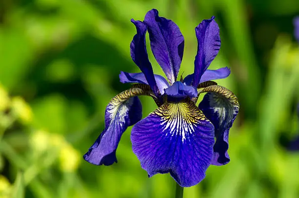 The coloful Siberian Iris (Iris sibirica) a perennial plant with purple-blue flowers with a paler whitish or yellowish centre in Uppland, Sweden