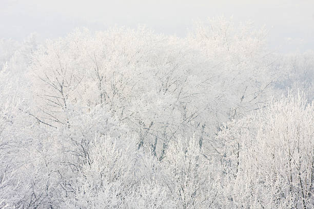 istock Frosted trees against blue sky on a sunny morning. 179232156