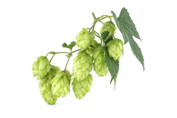 Hops branch with seed cones and leaves over white stock photo