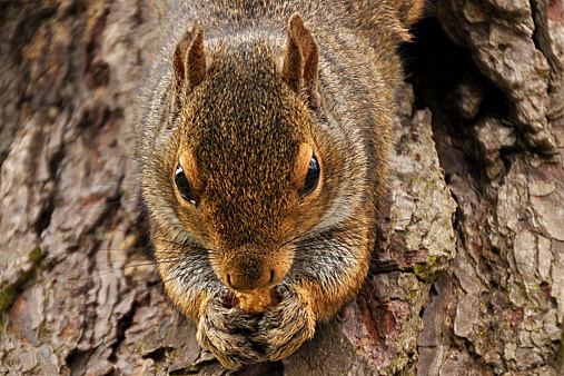 A squirrel hanging down on a tree , eating a peanut.