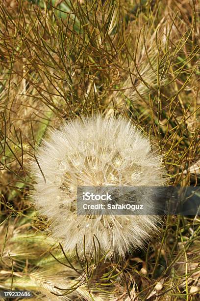 Dandelion Stock Photo - Download Image Now - Botany, Clear Sky, Close-up