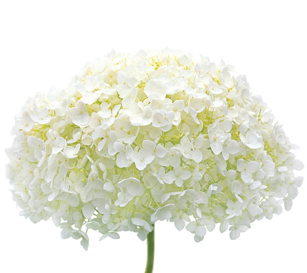 istock White Hydrangea Flower Isolated Macro Closeup, Mophead Annabelle H. Arborescens 179232707