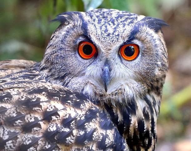 hibou grand-duc - red owl screech owl animal photos et images de collection