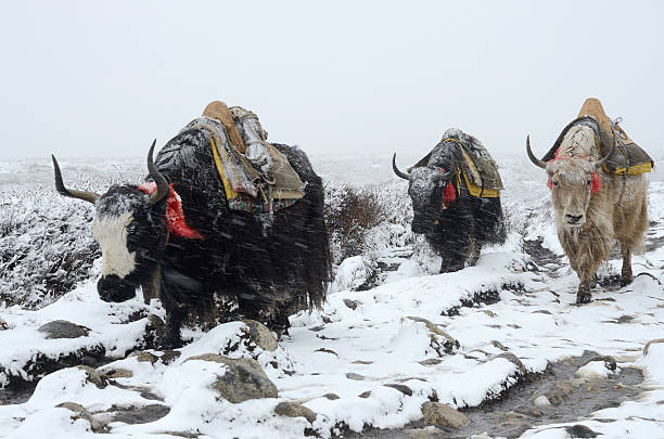 istock Yak caravan going from Everest Base Camp, Nepal 179232779