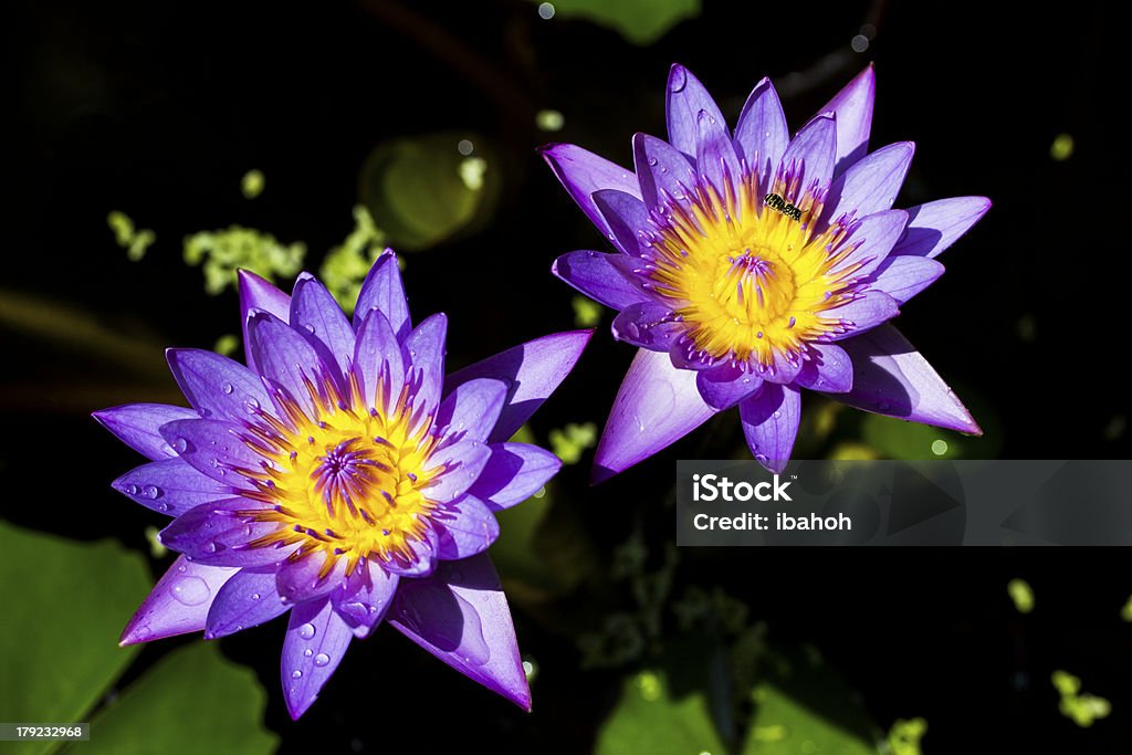 Ape e fiore di loto con letti separati - Foto stock royalty-free di Ambientazione esterna