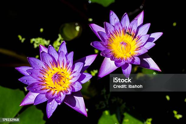 Twin Lotus I Pszczoła - zdjęcia stockowe i więcej obrazów Azja - Azja, Bez ludzi, Bliskie zbliżenie
