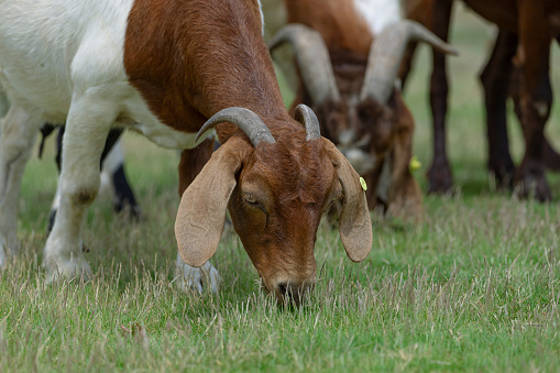 Goats eat fresh hay on ecological pasture in a meadow. Farm livestock farming for the industrial production of goat milk dairy products
