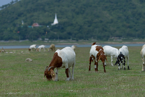 Goats eat fresh hay on ecological pasture in a meadow. Farm livestock farming for the industrial production of goat milk dairy products
