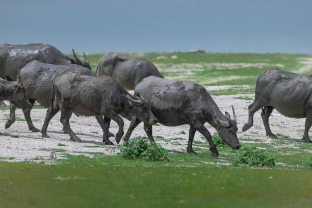 mandria di bufali d'acqua al pascolo nel campo erboso - farm florida cattle travel locations foto e immagini stock