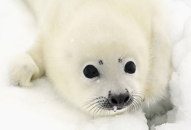 istock Baby harp seal pup 179233101
