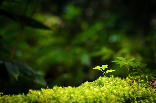 istock Grow in the dark 179233192