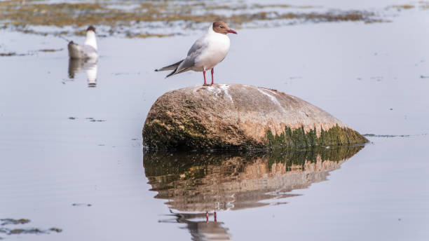 istock Black-headed gull, lat. Chroicocephalus ridibundus, sits on the river shore 1792333641