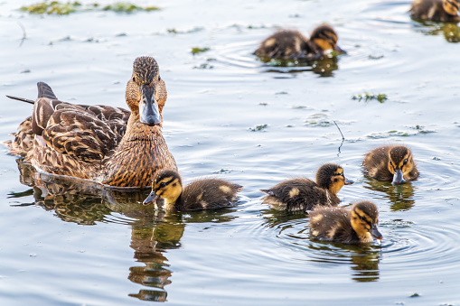 A family of ducks, a duck and its little ducklings are swimming in the water. The duck takes care of its newborn ducklings. Ducklings are all together included. Mallard, lat. Anas platyrhynchos