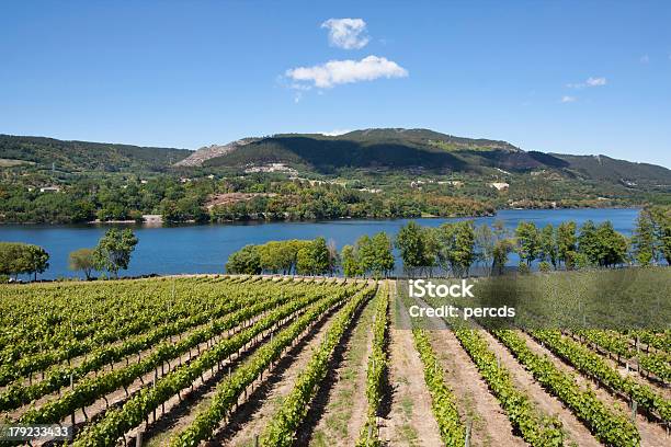 Vineyard In Ribeira Sacra Stock Photo - Download Image Now - Ribeira Sacra, Vineyard, Galicia