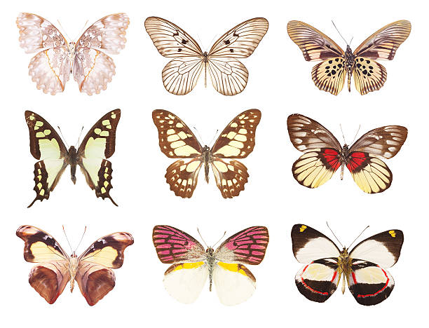 680+ Malachite Butterfly Stock Photos, Pictures & Royalty-Free Images ...