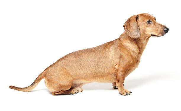 istock cute brown dachshund dog isolated on white background 179233793