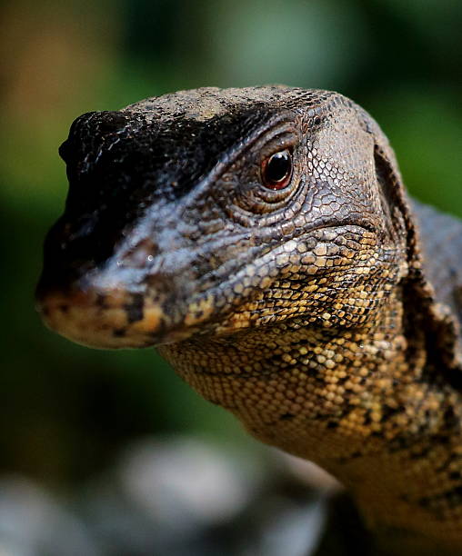istock Water monitor lizard 179233850