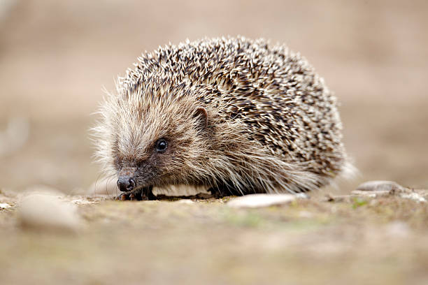 istock Hedgehog, Erinaceus europaeus 179233879