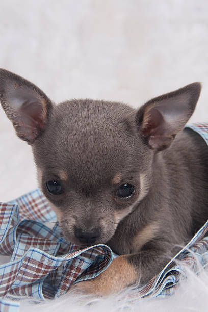 istock grey Mini chihuahua pup on colored background 179233916