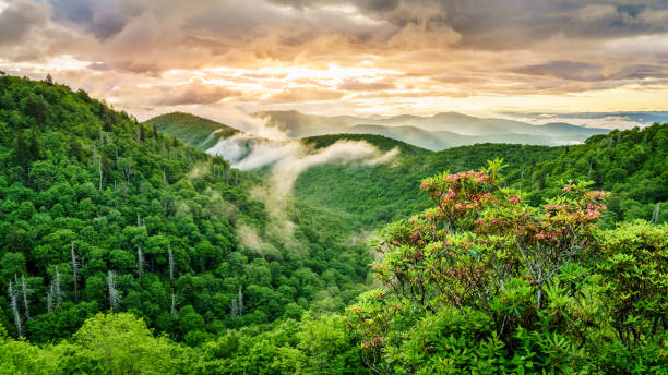 istock Rhododendron in the Smokies 1792339498