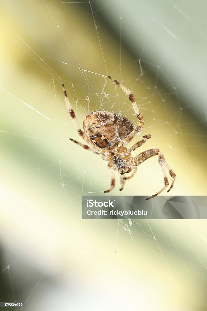 Aranha na web - Foto de stock de Alimento com mordida royalty-free