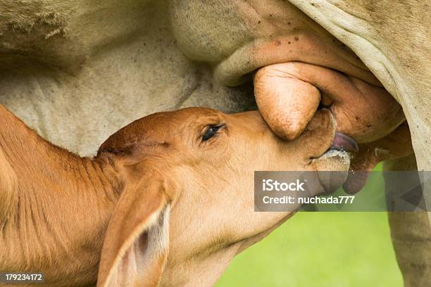 Calf Ssać Mleko - zdjęcia stockowe i więcej obrazów Brązowy - Brązowy, Bydło, Cielę