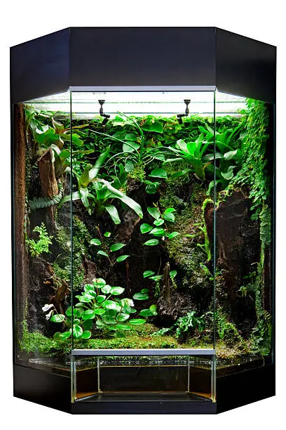 terrarium or vivarium for keeping rainforest animal such as poison frog and lizards. Glass habitat pet tank with green moss and jungle vegetation. Tropical aimal cage.