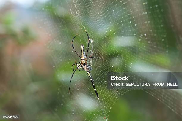 Araña De Madera Gigante Comer Gomphidia Abbotti Libélula Foto de stock y más banco de imágenes de Animal