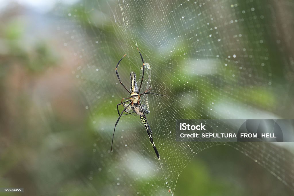 Ragno legno gigante mangia Gomphidia abbotti Libellula - Foto stock royalty-free di Animale