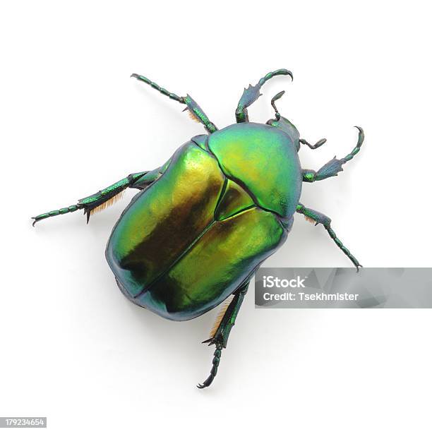 Green Beetle Stock Photo - Download Image Now - Animal Wildlife, Beetle, Close-up