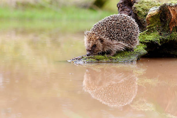 istock Hedgehog, Erinaceus europaeus 179234792