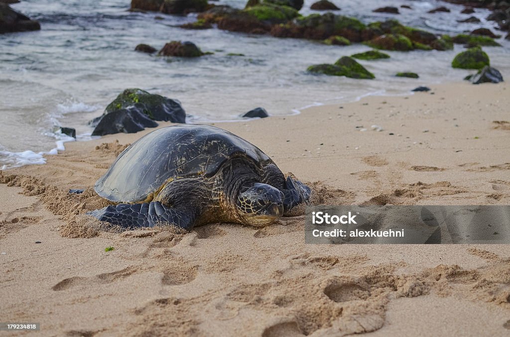 Tartaruga di mare su Hawaii - Foto stock royalty-free di Acqua