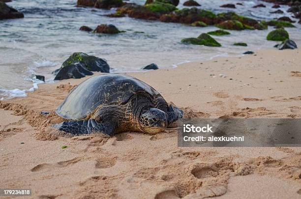 Tartaruga Di Mare Su Hawaii - Fotografie stock e altre immagini di Acqua - Acqua, Ambientazione esterna, Animale