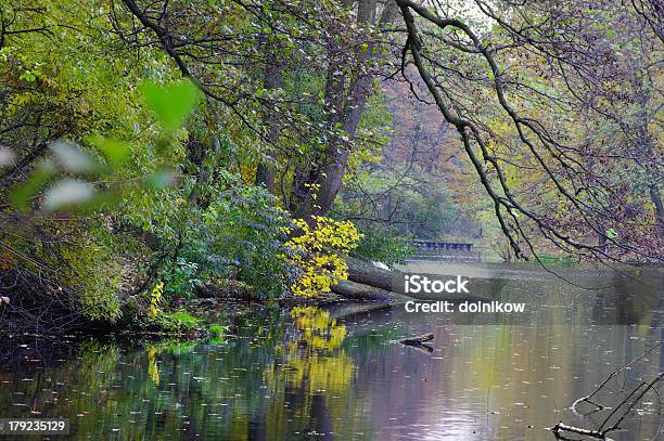 Morgen In Holz In Der Nähe Lake Stockfoto und mehr Bilder von Ahorn - Ahorn, Ast - Pflanzenbestandteil, Bach