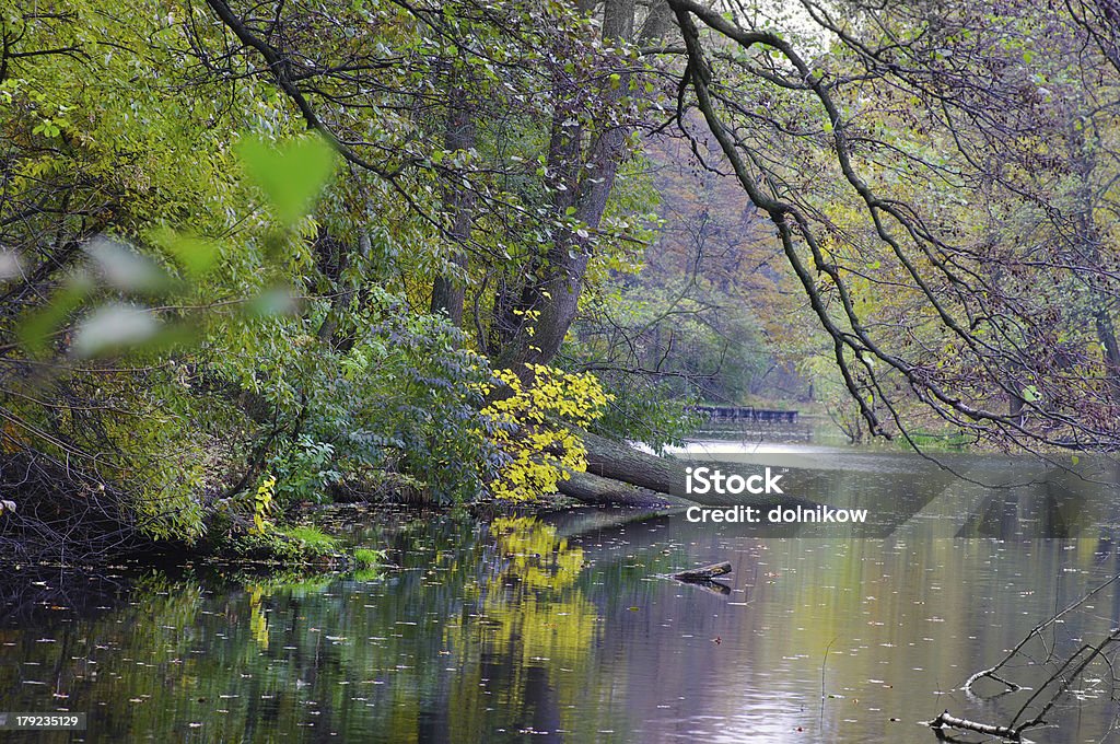 Morning in wood near a lake Autumn Stock Photo