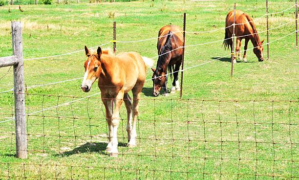 istock Horses and Colt 179235235