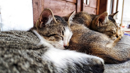 two exotic cats are relaxing or sleeping