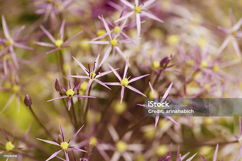 flores - Foto de stock de Alium libre de derechos