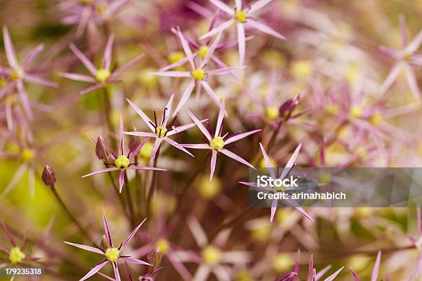 Foto de Flor e mais fotos de stock de Allium Sativum - Allium Sativum, Cabeça da flor, Cebola