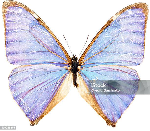 Blue Butterfly Collection Isolated On White Stock Photo - Download Image Now - Animal Antenna, Animal Scale, Beauty In Nature