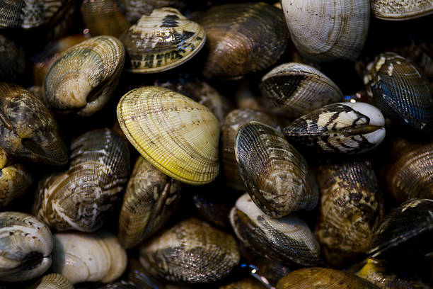 istock Raw Clams at Seafood Market 179235720