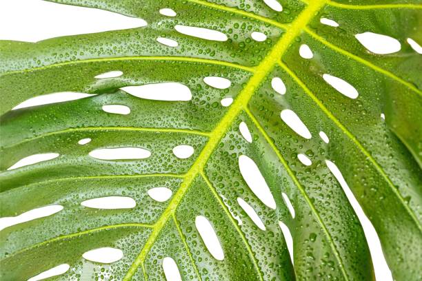 monstera deliciosa planta de hoja partida primer plano - cheese plant philodendron rainforest leaf vein fotografías e imágenes de stock