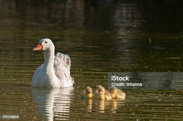 Figli Di Oche - Fotografie stock e altre immagini di Ambientazione esterna - Ambientazione esterna, Anatra - Uccello acquatico, Anatroccolo