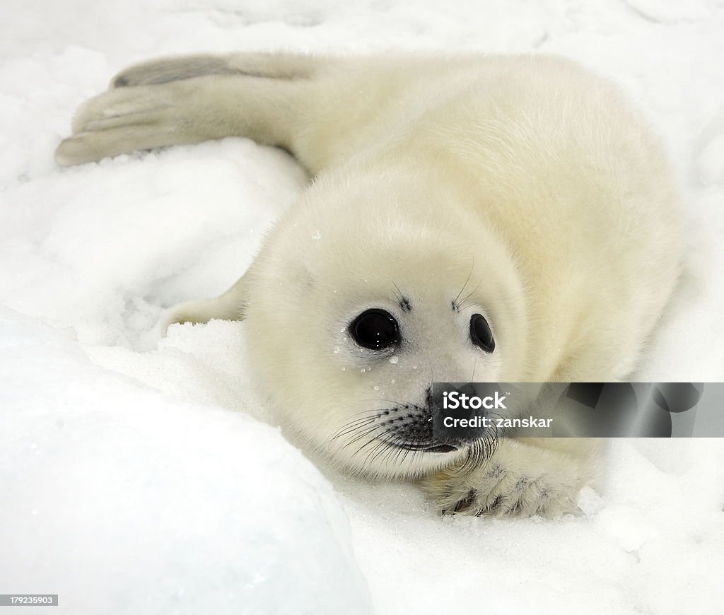 Bebé arpa cría de foca - Foto de stock de Cría de foca libre de derechos