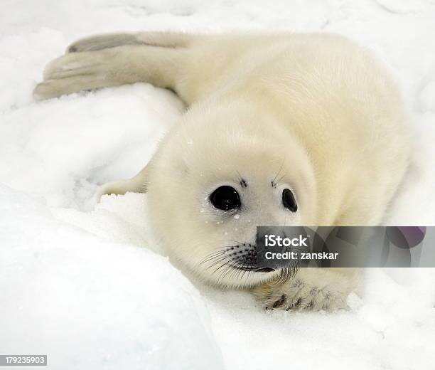 Bebé Arpa Cría De Foca Foto de stock y más banco de imágenes de Cría de foca - Cría de foca, Foca de Groenlandia, Blanco - Color