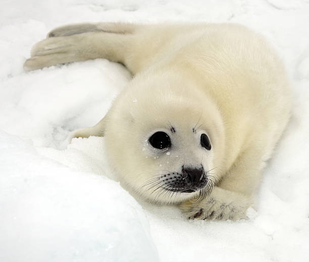 istock Baby harp seal pup 179235903