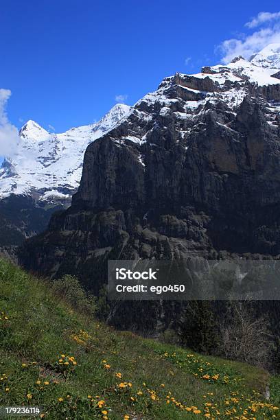 Alpes Suíços - Fotografias de stock e mais imagens de Alpes Europeus - Alpes Europeus, Ao Ar Livre, Cabeça de Flor