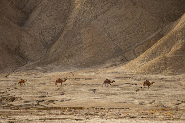 istock Life in the shadow of Drought 1792361312