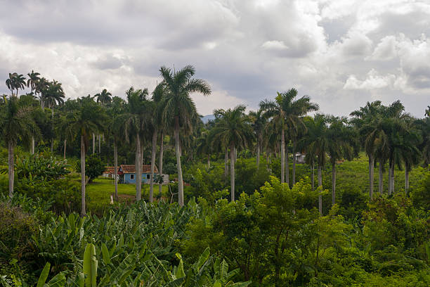 Cuba field stock photo